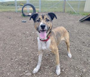 JOAQUIN, Adult Male German Shepherd Dog