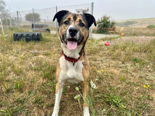 JOAQUIN, an adoptable German Shepherd Dog, Mixed Breed in McKinleyville, CA, 95519 | Photo Image 1