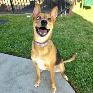 I WAS FOUND AT 12700 QUEENSBOROUGH ST CE CA 90703 IN CERRITOSMy adoption evaluation date is 0426