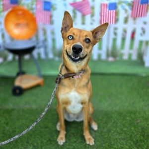 I WAS FOUND AT 12700 QUEENSBOROUGH ST CE CA 90703 IN CERRITOSMy adoption evalu