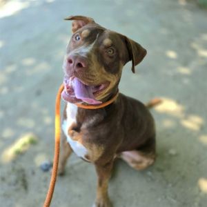I WAS FOUND AT 1600 BLK E WILLOW ST IN SIGNAL HILLMy adoption evaluation date is 04252025