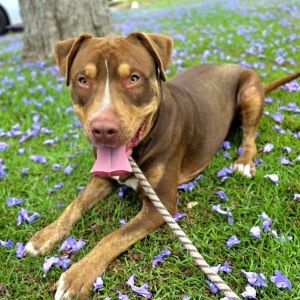 I WAS FOUND AT 1600 BLK E WILLOW ST IN SIGNAL HILLMy adoption evaluation date i