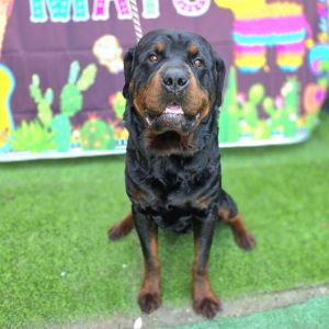 I WAS FOUND AT 200 E FORHAN ST LONG BEACH CA 90805 IN LONG BEACHMy adoption evaluation date is 05