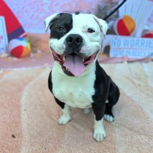 I WAS FOUND AT 1700 BLK FASHION AVE LONG BEACH CA 90813 IN LONG BEACHMy adoption evaluation date 