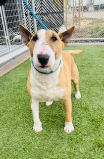 ABBEY, Adult Female Bull Terrier