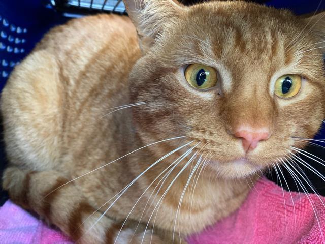 A540489, an adoptable Domestic Short Hair in Santa Barbara, CA, 93111 | Photo Image 1