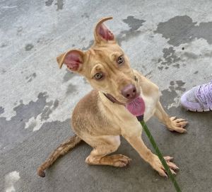 HONEY BUN, Young Female Labrador Retriever
