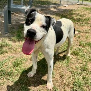 PALMER, Young Male Pit Bull Terrier