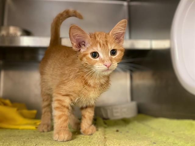 MARMALADE