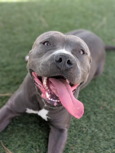 MR.BLUE