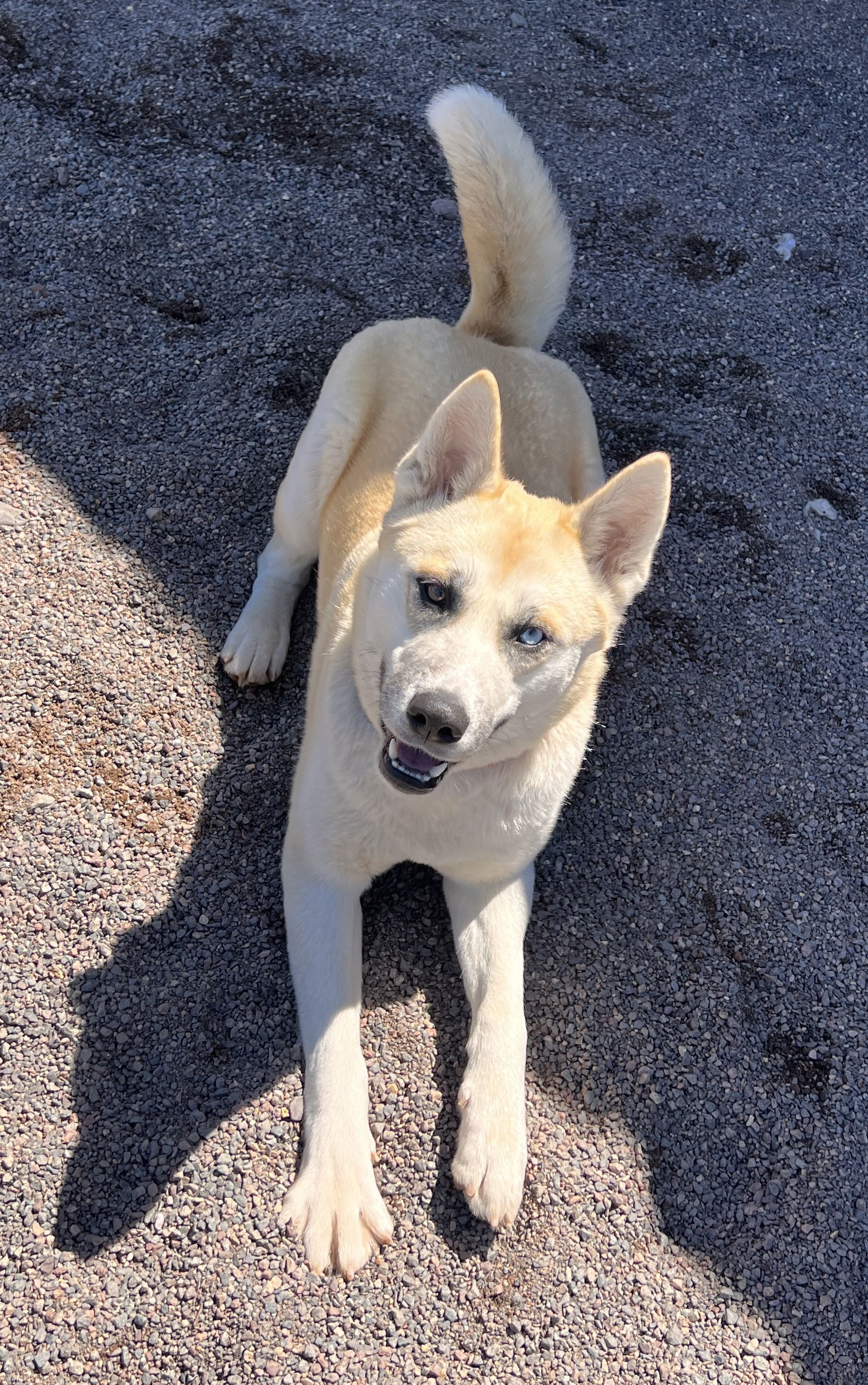 Jazzy, an adoptable Akita in Webster, WI, 54893 | Photo Image 1