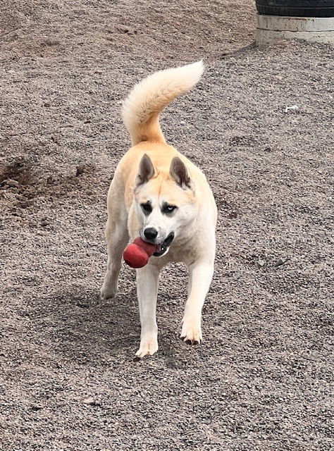 Jazzy, an adoptable Akita in Webster, WI, 54893 | Photo Image 1