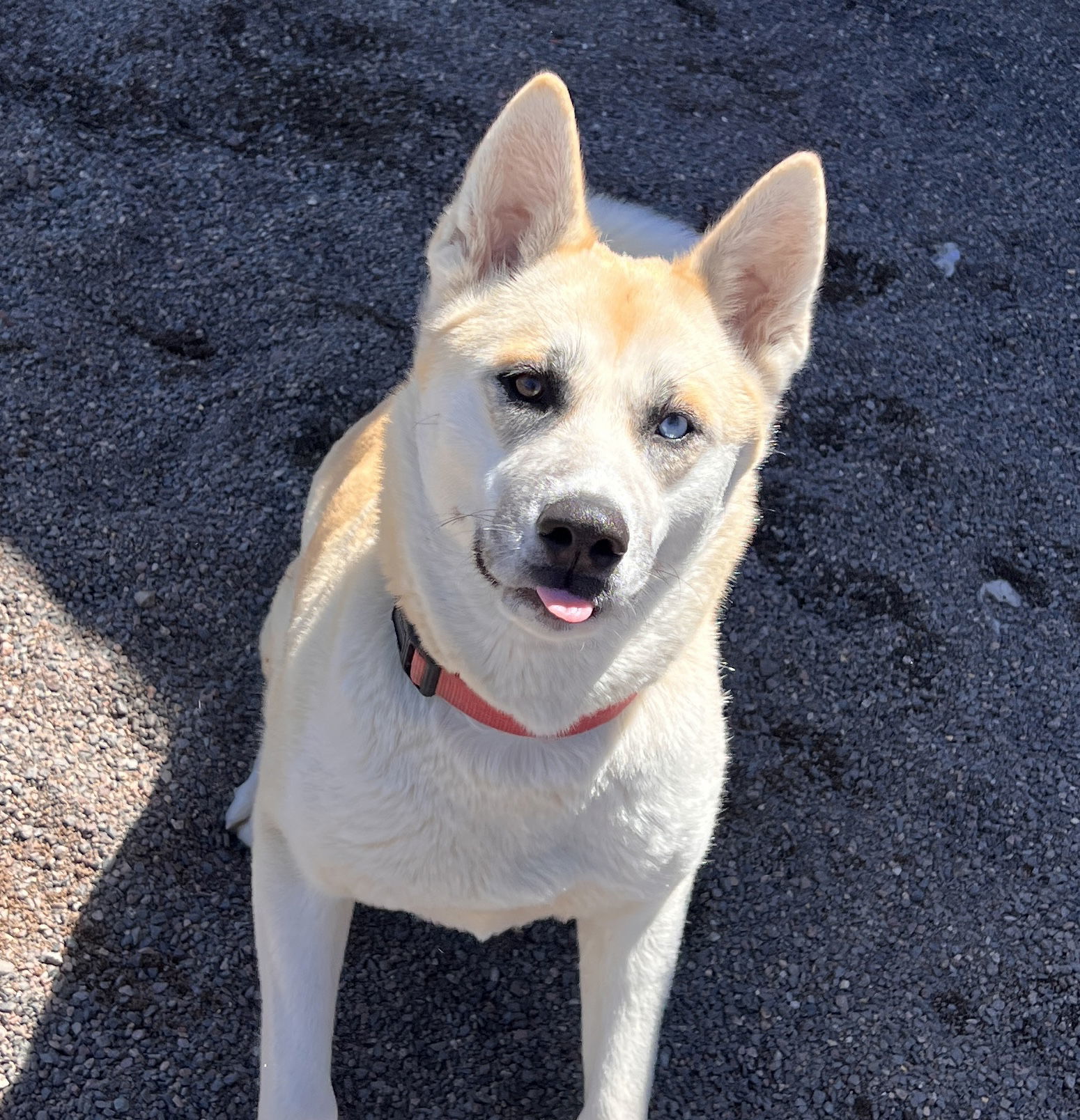 Jazzy, an adoptable Akita in Webster, WI, 54893 | Photo Image 2