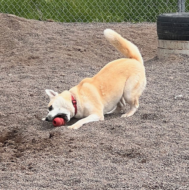 Jazzy, an adoptable Akita in Webster, WI, 54893 | Photo Image 2