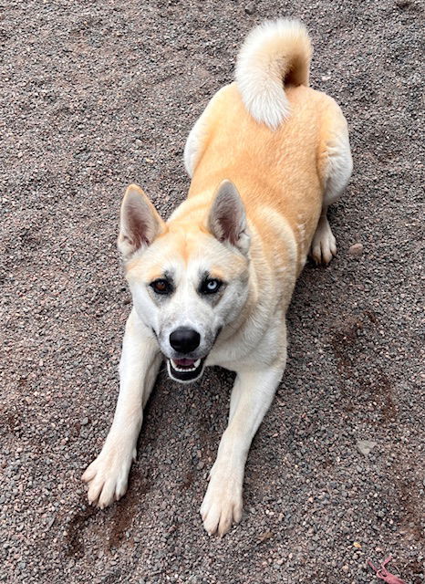 Jazzy, an adoptable Akita in Webster, WI, 54893 | Photo Image 3