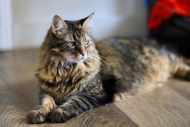 Princess, an adoptable Domestic Long Hair in Webster, WI, 54893 | Photo Image 1