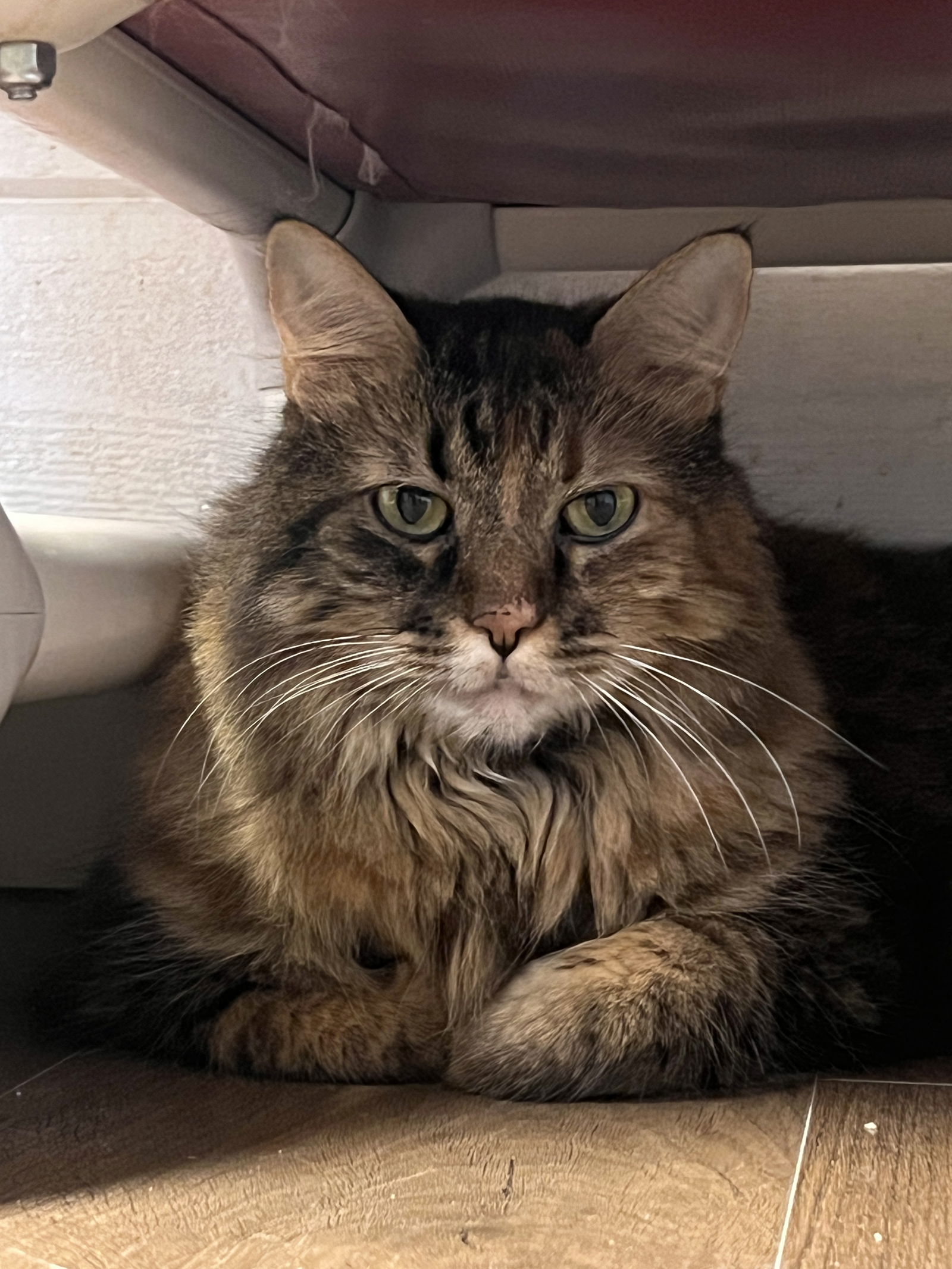 Princess, an adoptable Domestic Long Hair in Webster, WI, 54893 | Photo Image 2