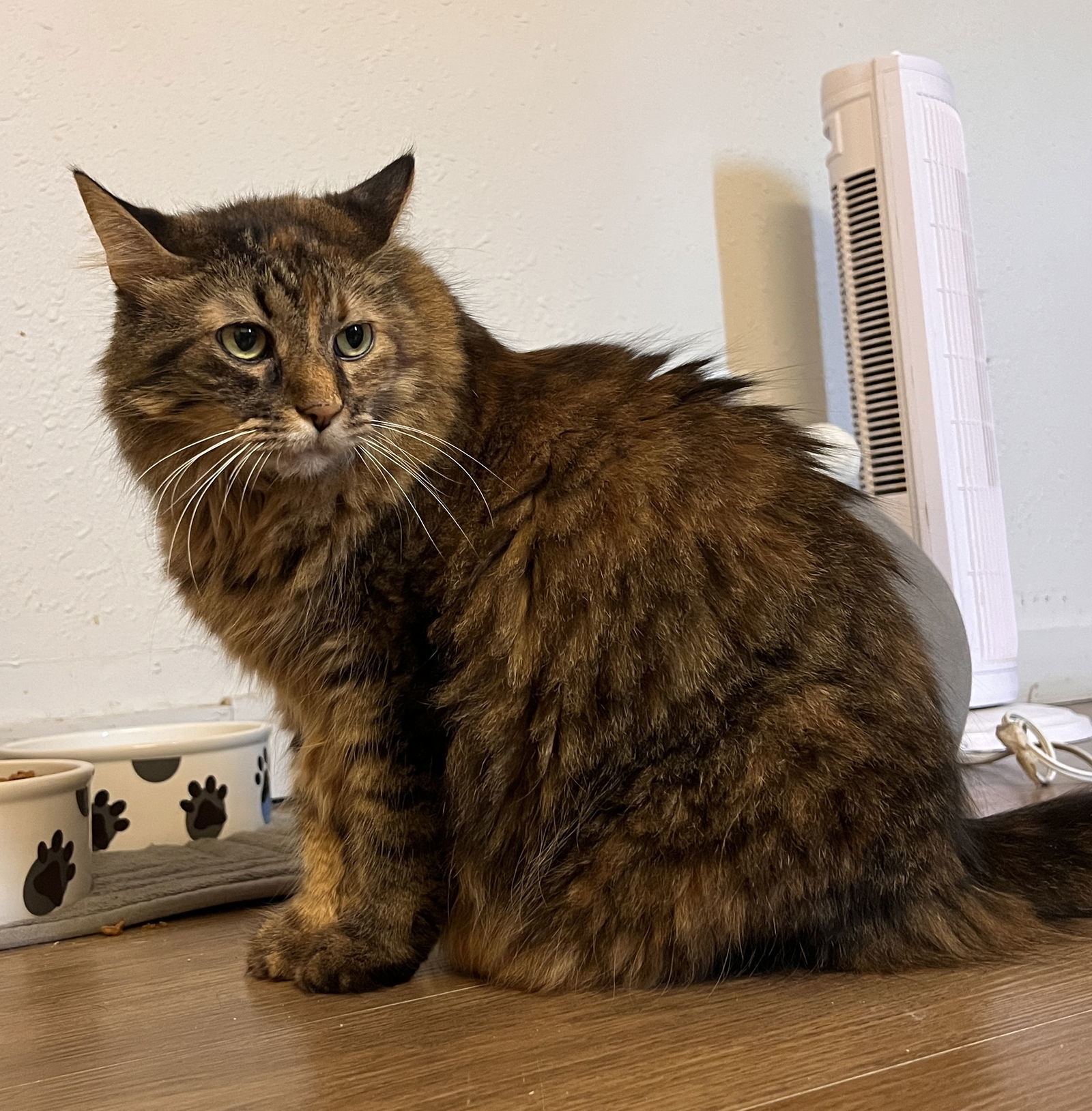 Princess, an adoptable Domestic Long Hair in Webster, WI, 54893 | Photo Image 3