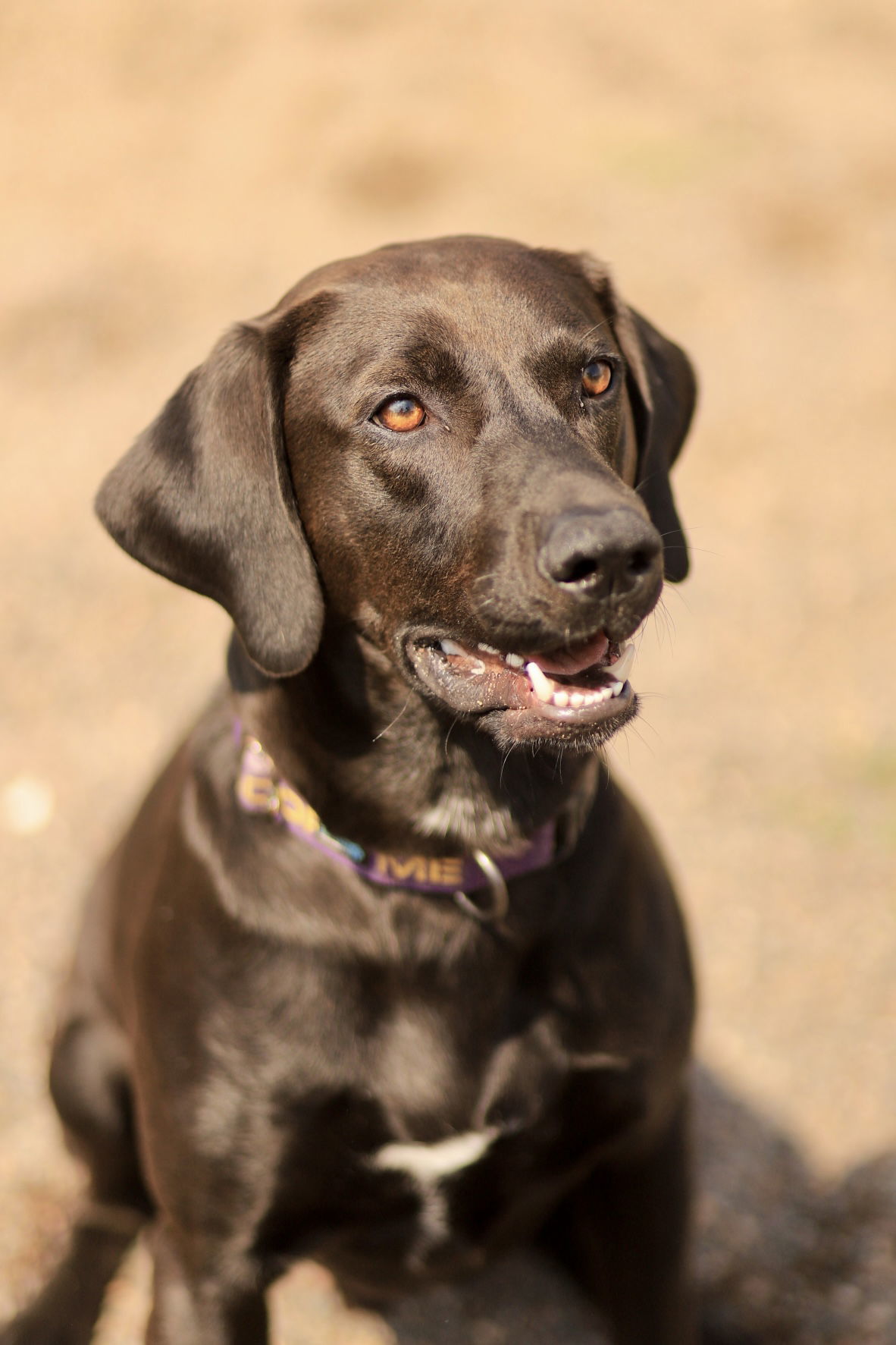 Rico, an adoptable Labrador Retriever, Hound in Webster, WI, 54893 | Photo Image 1