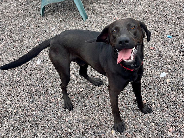 Rico, an adoptable Labrador Retriever, Hound in Webster, WI, 54893 | Photo Image 2