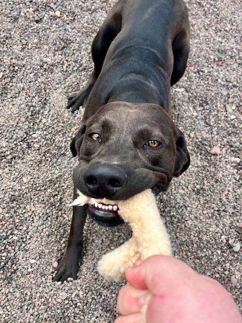 Rico, an adoptable Labrador Retriever, Hound in Webster, WI, 54893 | Photo Image 2