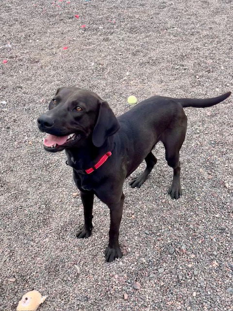 Rico, an adoptable Labrador Retriever, Hound in Webster, WI, 54893 | Photo Image 3