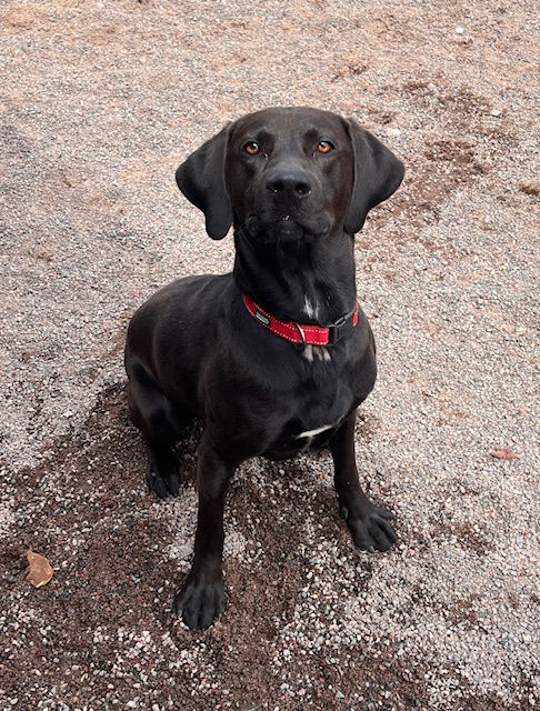 Rico, an adoptable Labrador Retriever, Hound in Webster, WI, 54893 | Photo Image 3