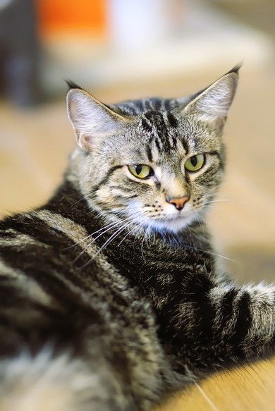 Lynx, an adoptable Domestic Short Hair in Webster, WI, 54893 | Photo Image 1