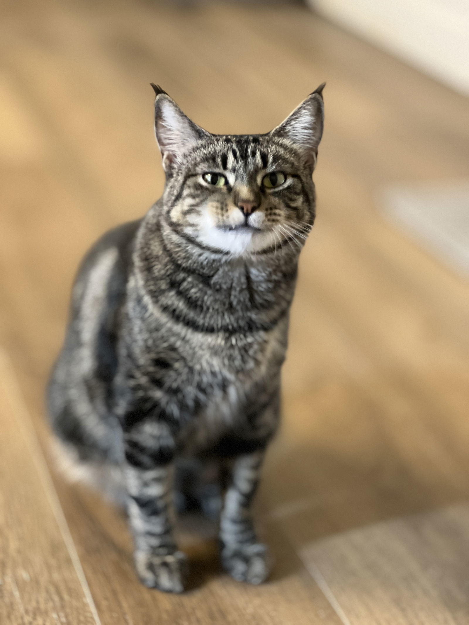 Lynx, an adoptable Domestic Short Hair in Webster, WI, 54893 | Photo Image 2