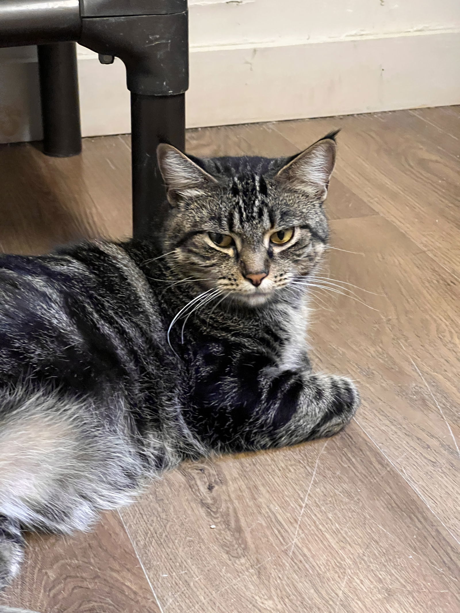 Lynx, an adoptable Domestic Short Hair in Webster, WI, 54893 | Photo Image 3