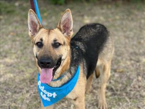 CARLENA German Shepherd Dog Dog