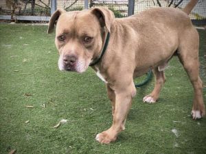 SUNNY Pit Bull Terrier Dog
