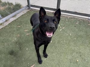 KOBE, Young Male Labrador Retriever