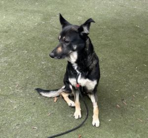 FIFFY German Shepherd Dog Dog