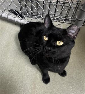 TETO, Adult Male Domestic Short Hair