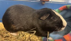 MOO MOO, Senior Male Guinea Pig