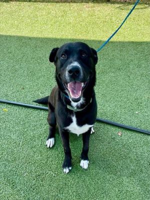 CHIP, Young Male Labrador Retriever