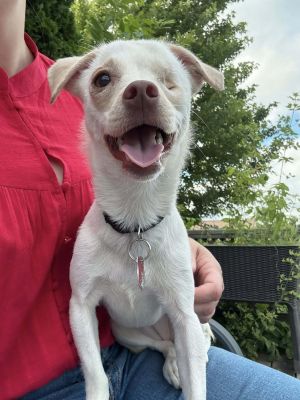 Chalina, Adult Female Chihuahua