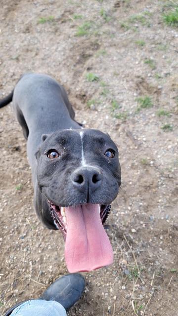 SPRINKLES, an adoptable Boxer, Pit Bull Terrier in Casper, WY, 82601 | Photo Image 1