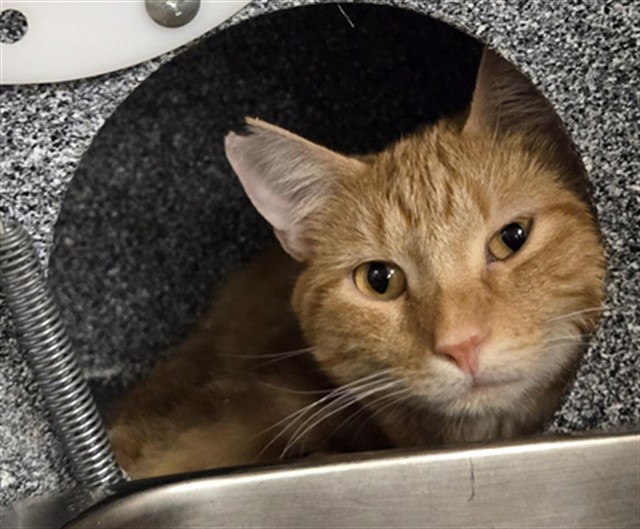 ROY, an adoptable Domestic Short Hair in Casper, WY, 82601 | Photo Image 1