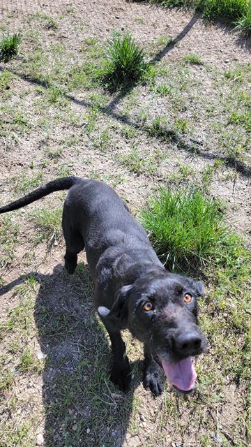 RUBY, an adoptable Labrador Retriever in Casper, WY, 82601 | Photo Image 1