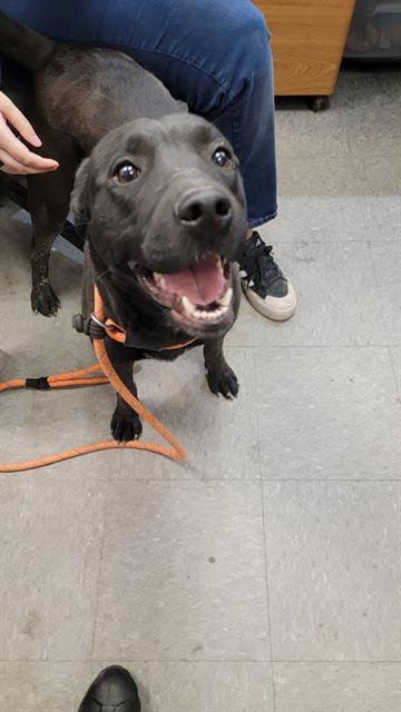 BAILEY, an adoptable Labrador Retriever, Pit Bull Terrier in Casper, WY, 82601 | Photo Image 1
