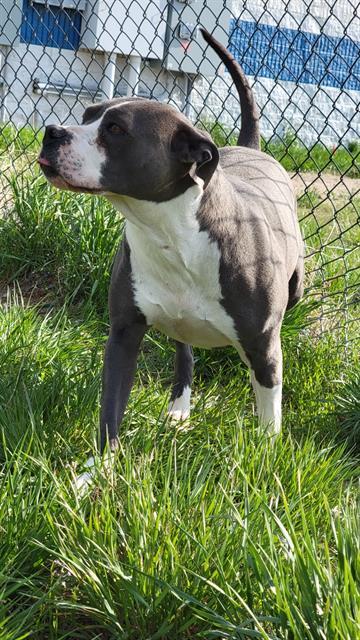 PRINCESS, an adoptable Pit Bull Terrier, Boxer in Casper, WY, 82601 | Photo Image 1