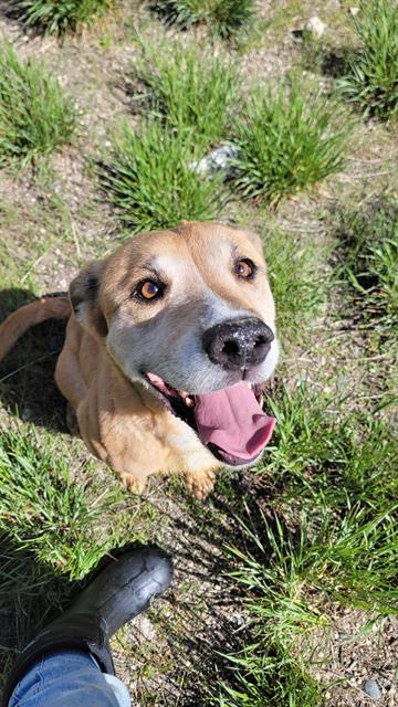 SASSY, an adoptable Pit Bull Terrier, German Shepherd Dog in Casper, WY, 82601 | Photo Image 1