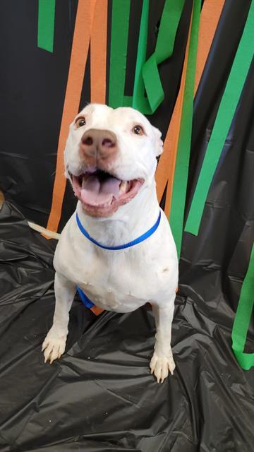 MARINA, an adoptable Pit Bull Terrier in Casper, WY, 82601 | Photo Image 1