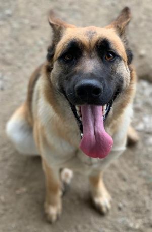 CASSI, Young Female German Shepherd Dog
