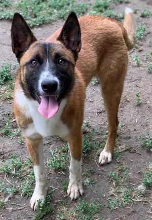 GEORGE, Young Male Belgian Shepherd / Malinois