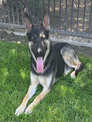 BRANDO, Adult Male German Shepherd Dog