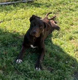 VINNY, Young Male Labrador Retriever