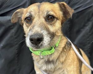 THEO*, Adult Male Terrier